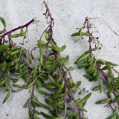 ルビーネックレス  多肉植物 
3束セットの画像