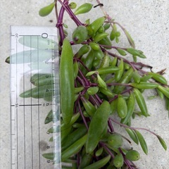 ルビーネックレス  多肉植物 
3束セットの画像