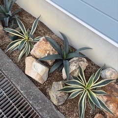 【地植えアガベ 掘り取り限定｜まとめ買い歓迎】 石おまけで1つつけます　ロックガーデンにの画像