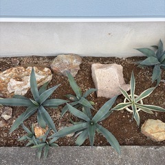【地植えアガベ 掘り取り限定｜まとめ買い歓迎】 石おまけで1つつけます　ロックガーデンにの画像