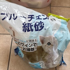 アイリスオーヤマ 猫 トイレ 本体 上から猫トイレ (飛び散らない) ホワイト レギュラーサイズの画像