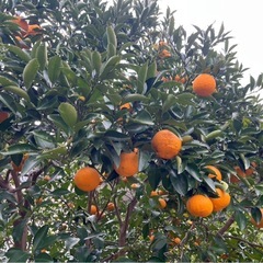 ⑤農薬未使用　甘夏　10kg以上の画像