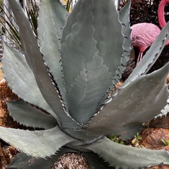 アガベ・ドゥランゲンシス②の画像