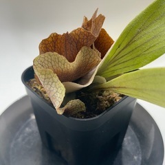 植物　ビカクシダ　ネザーランド②の画像