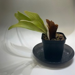 植物　ビカクシダ　ネザーランド②の画像