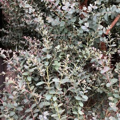 ユーカリの切り枝の画像