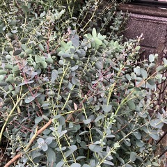 ユーカリの切り枝の画像