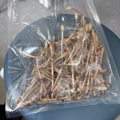 山菜　採れたてつくしの画像