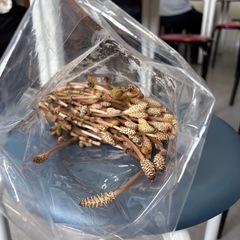 山菜　採れたてつくしの画像