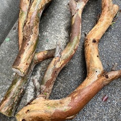 ユーカリの幹の画像