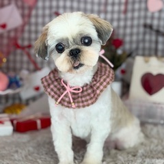 里親募集　シーズー♀12歳。できれば4月中にお迎えいただきたいです。