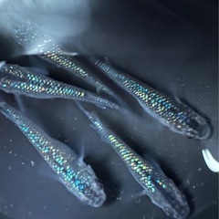 オーロラサファイアめだか 1ペアの画像