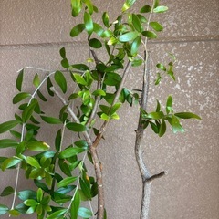 オリーブ（品種不明）2種の画像