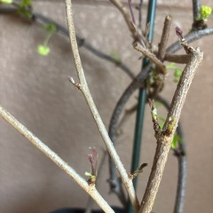 五葉アケビ（品種不明）2品種の画像