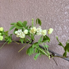 五葉アケビ（品種不明）2品種の画像