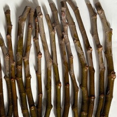 イチヂク　挿し木用　穂木　5本の画像