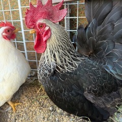 チャボ　オス　2匹