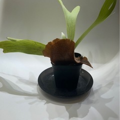 植物　ビカクシダ　ネザーランド① の画像