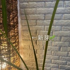 ❇️癒し空間を演出✨する観葉植物【アレカヤシ】⓶✨の画像