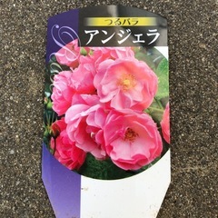 つるバラ・アンジェラの画像