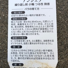 つるバラ・アンジェラの画像