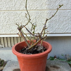 つるバラ・アンジェラの画像