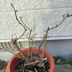 つるバラ・アンジェラの画像