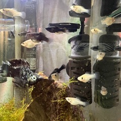 熱帯魚🐠バルーンモーリー(モーリー)稚魚  10匹  500円🐠の画像