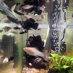 熱帯魚🐠バルーンモーリー(モーリー)稚魚  10匹  500円🐠の画像