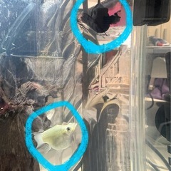 熱帯魚🐠バルーンモーリー(モーリー)稚魚  10匹  500円🐠の画像