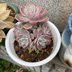 多肉植物の画像