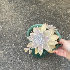 多肉植物の画像