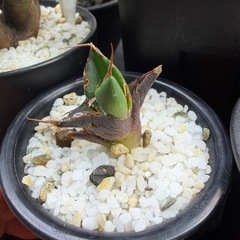 アガベ　チタノタ　ハデス　子株　①の画像