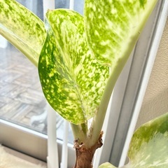 アグラオネマ ミルキーウェイ 幸福　希少  観葉植物 インテリア グリーン 浄化 の画像