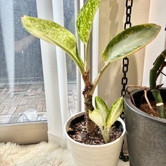 アグラオネマ ミルキーウェイ 幸福　希少  観葉植物 インテリア グリーン 浄化 の画像