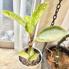 アグラオネマ ミルキーウェイ 幸福　希少  観葉植物 インテリア グリーン 浄化 の画像