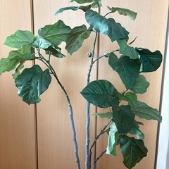 ウランベータ　フェイクグリーン  観葉植物の画像