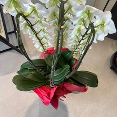 胡蝶蘭　三本鉢の画像