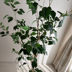 フェイクグリーン　人工観葉植物の画像