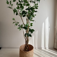 フェイクグリーン　人工観葉植物の画像