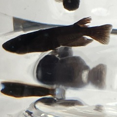 ソウダルマ　普通体系オスの画像