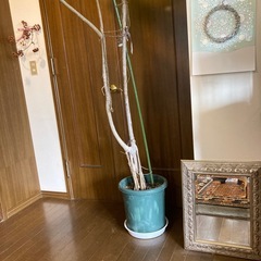 ウンベラータ
の画像