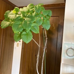 ウンベラータ
の画像