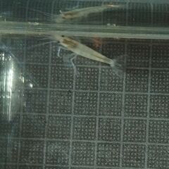 ヤマトヌマエビ スノーホワイト(5匹)の画像