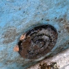 大型プラ舟　ダイライト R型角型容器 130Lゴム栓付の画像