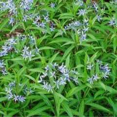 チョウジソウ　宿根草の画像