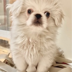 🐶わんにゃん里親フリー見学会🐱 - イベント