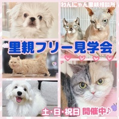 🐶わんにゃん里親フリー見学会🐱 - 町田市