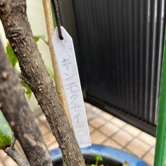 金木犀　キンモクセイの画像