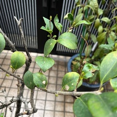 名前がわからない木の画像